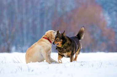 İki oynak köpekler açık havada kışın karlı alanında oynuyor. Labrador retriever ile melez köpek kar keyfi