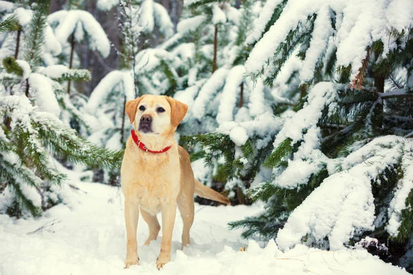 Pes Labrador Retriever Chůzi Venku Zimě Zasněženém Lese Poblíž Borovice — Stock fotografie