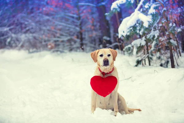 狗拉布拉多猎犬与玩具心脏在牧羊犬坐在雪在冬天在森林里 — 图库照片