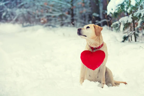 狗拉布拉多猎犬与玩具心脏在牧羊犬坐在雪在冬天在森林里 — 图库照片