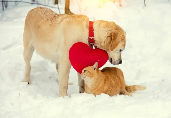 Cute scene. Labrador dog with a heart-shaped pillow hanging on the collar. A red cat rubs against Labrador dog in the street in the winter. Valentines Day concept