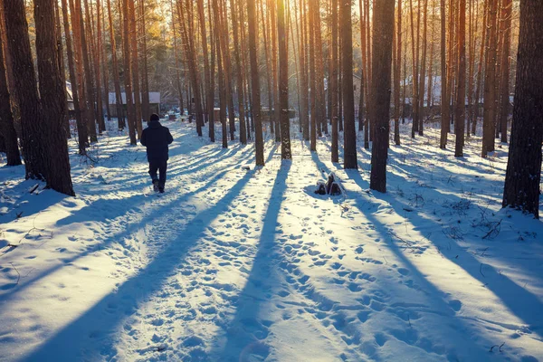 Pine Forest Winter Man Walks Path Forest Beautiful Winter Forest — Stock Photo, Image