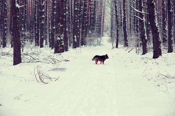 Сосновий Ліс Взимку Собака Йде Стежці Лісі Красивий Зимовий Лісовий — стокове фото