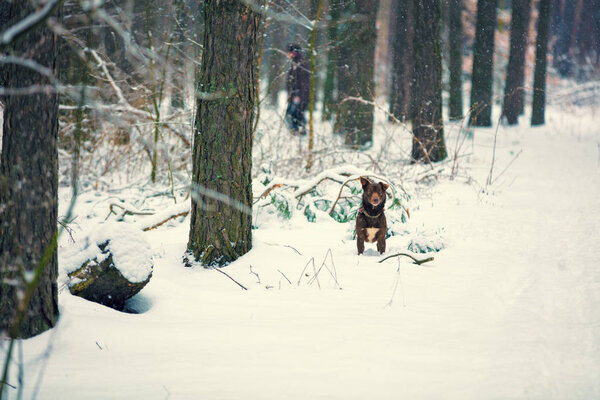 Сосновый лес зимой. Собака гуляет по лесу
