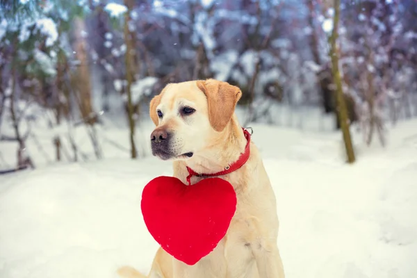 Perro Labrador Retriever Con Corazón Juguete Perro Pastor Sienta Nieve —  Fotos de Stock