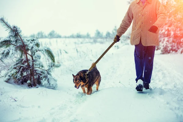 冬に雪国の道路の上を歩いてひもにつないで犬を持つ男 — ストック写真