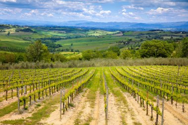Bir plantasyon asma, güzel Tuscany manzara, mavi gökyüzü ile vadi dağ İtalya, Avrupa