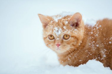Kışın kar üzerinde oturan sevimli kırmızı kedi yavrusu