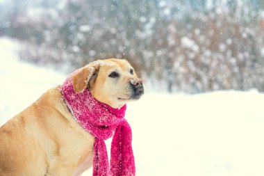 Labrador Retriever köpek, kırmızı bir örgü fular giyinmiş karda yürür