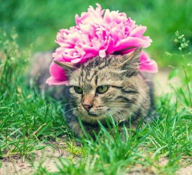 Bir kedi onu baş bahçede çim yaz aylarında yatarken üzerinde bir Şakayık çiçeği ile portresi