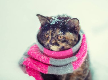 Küçük bir kedi yavrusu giyen portre eşarp açık havada kışın örme