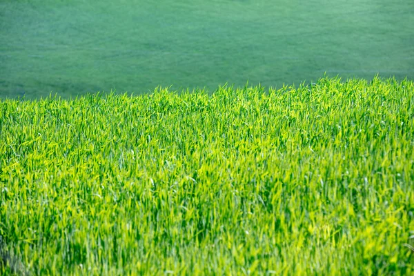Grön Vetefält Den Kulle Toscana Italien Europa — Stockfoto
