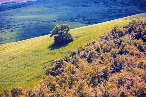 Krásná Krajina Jarní Příroda Prosluněné Louky Zvlněných Kopcích Toskánsku Itálie — Stock fotografie