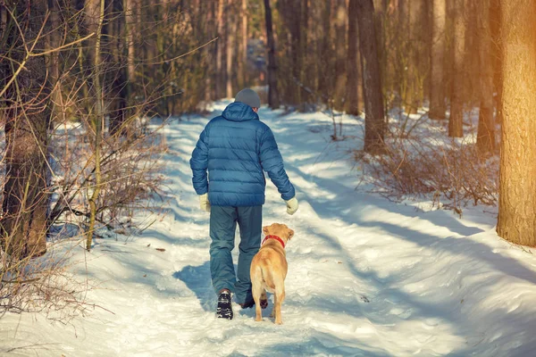 Человек Собакой Лабрадором Гуляющей Зимнем Лесу Заснеженной Дороге Возвращается Камере — стоковое фото