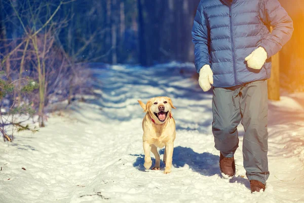 Homem Com Cão Correndo Longo Caminho Uma Floresta Pinheiros Nevados — Fotografia de Stock