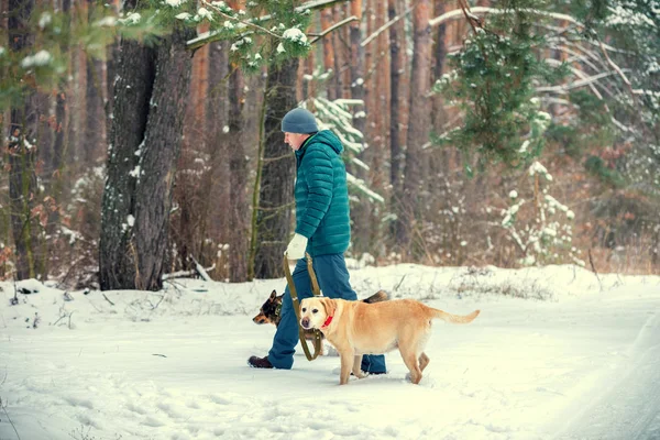 Зимой Лесу Мужчина Двумя Собаками Поводке — стоковое фото