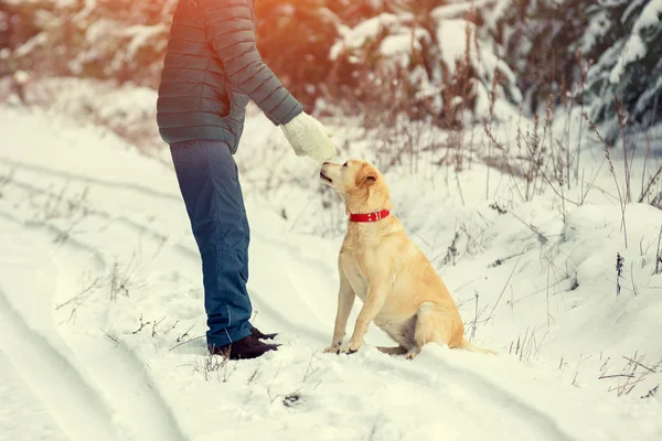 Labrador Cane Uomo Che Giocano Sulla Strada Nella Foresta Inverno — Foto Stock