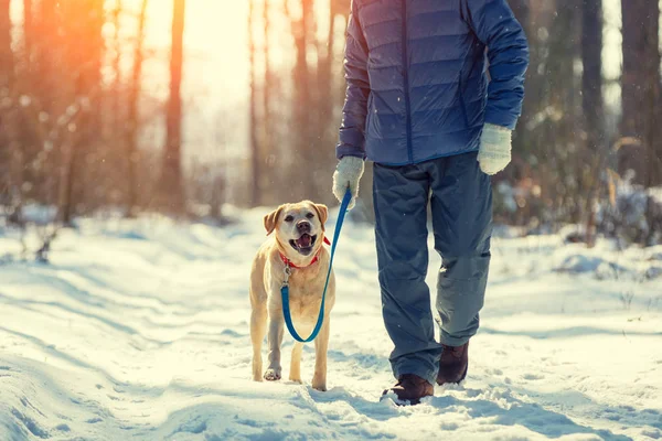 Homem Com Cão Uma Coleira Andando Floresta Pinheiros Nevados Inverno — Fotografia de Stock