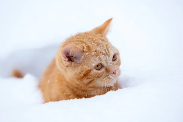 Carino Gattino Rosso Seduto Sulla Neve Inverno — Foto Stock