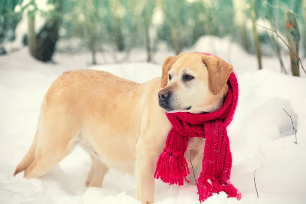 Labrador Retriever Hundpromenader Klädd Röd Stickad Halsduk Snön — Stockfoto