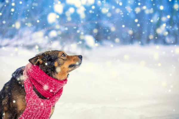 Dog Wearing Knitted Scarf Snowfall Winter Dog Sitting Forest Looking — Stock Photo, Image