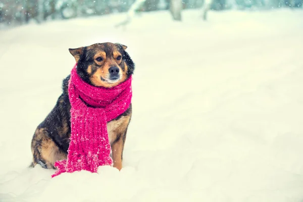 Perro Vestido Con Una Bufanda Punto Rojo Sienta Nieve —  Fotos de Stock
