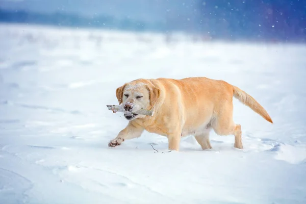 Labradorský Retrívr Pes Chodí Sněhu Zimě Nese Hůl Zubech — Stock fotografie