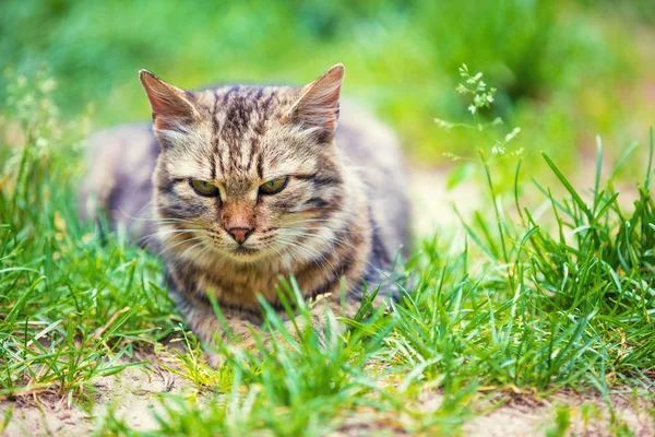 Portrét Kočka Ležící Trávě Zahradě Létě — Stock fotografie
