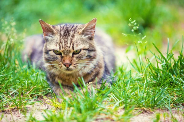 Ritratto Gatto Sdraiato Sull Erba Giardino Estate — Foto Stock