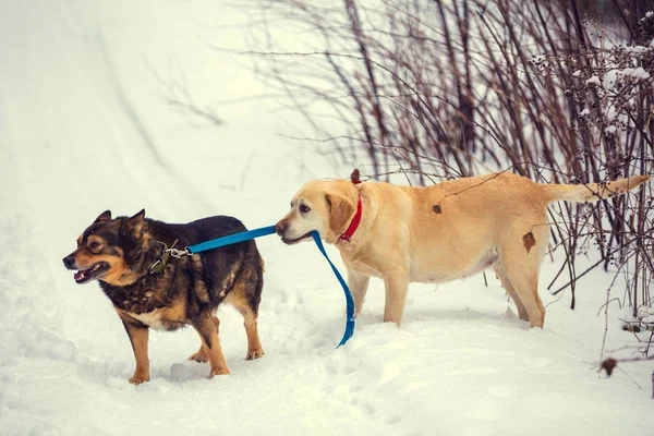 Due Cani Camminano All Aperto Inverno Cane Labrador Retriever Giallo — Foto Stock