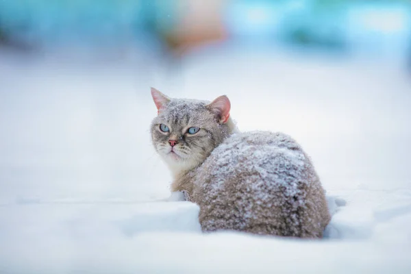 Katt Som Går Djup Snö — Stockfoto