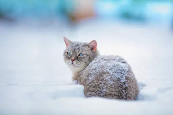 속에서 고양이 — 스톡 사진