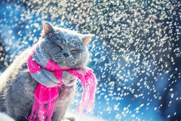 스카프를 쇼트헤어 고양이의 초상화 동안에 눈에서 야외에서 고양이 — 스톡 사진
