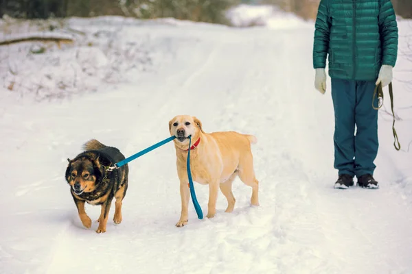 Två Hundar Promenad Utomhus Vintern Gul Labrador Retriever Hund Leder — Stockfoto