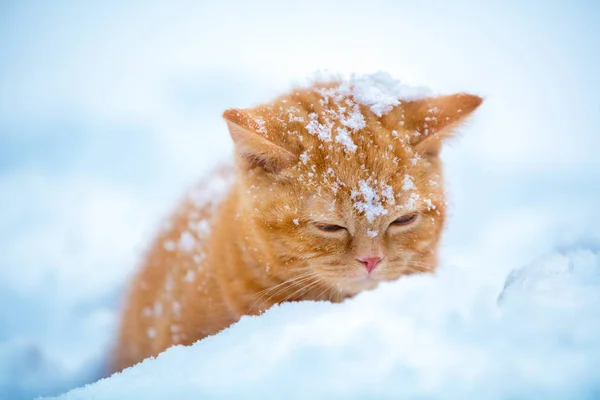 Gatinho Vermelho Bonito Sentado Neve Inverno — Fotografia de Stock