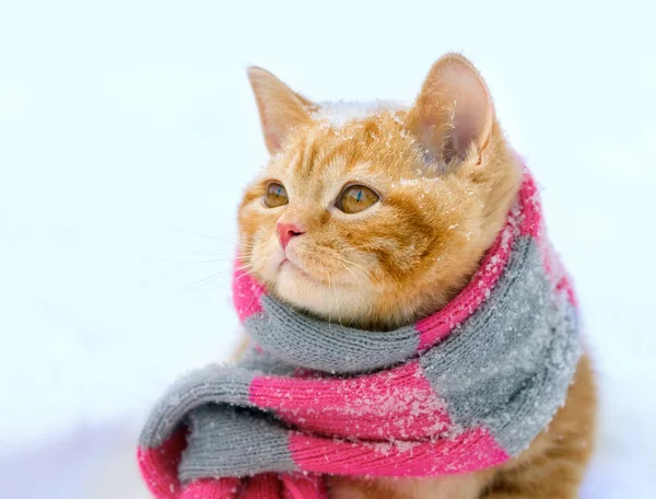 Portrait Little Kitten Wearing Knitted Scarf Outdoors Winter — Stock Photo, Image