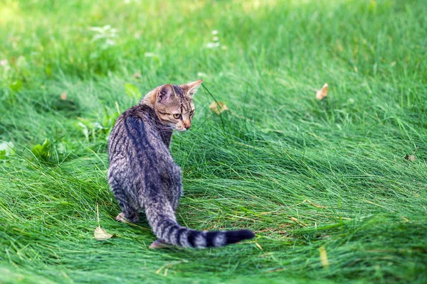 Bahçedeki Çimlerin Sonbaharda Yürüyen Genç Kedi — Stok fotoğraf