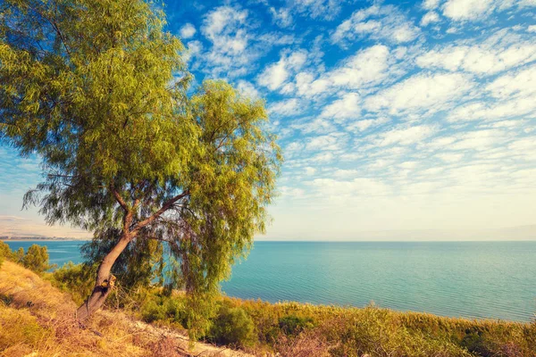 Landschap Met Alleen Boom Aan Kust Blauwe Hemel Met Wolken — Stockfoto