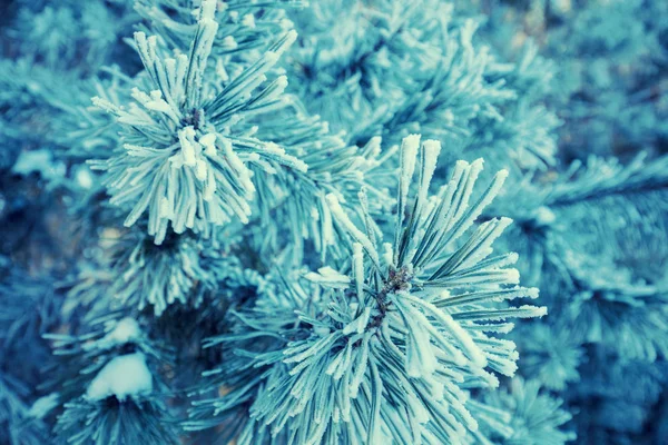 松树树枝覆盖着霜 自然冬季背景 冬季自然 下雪的森林 圣诞节背景 — 图库照片