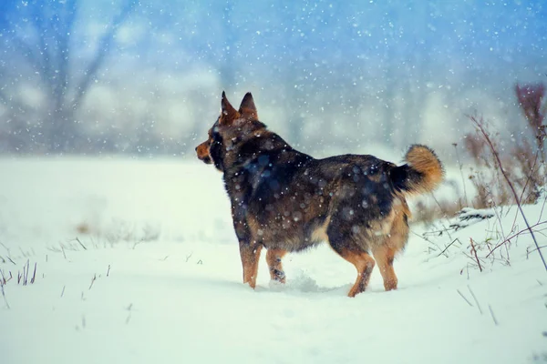 Perro Caminando Campo Nevado Invierno Nuevo Cámara — Foto de Stock