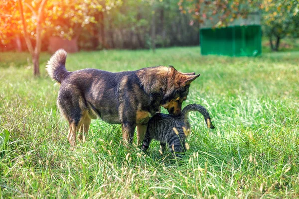 狗和猫 最好的朋友 秋天在花园里的草地上散步 — 图库照片