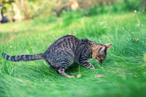 Junge Katze Spaziert Herbst Gras Garten — Stockfoto