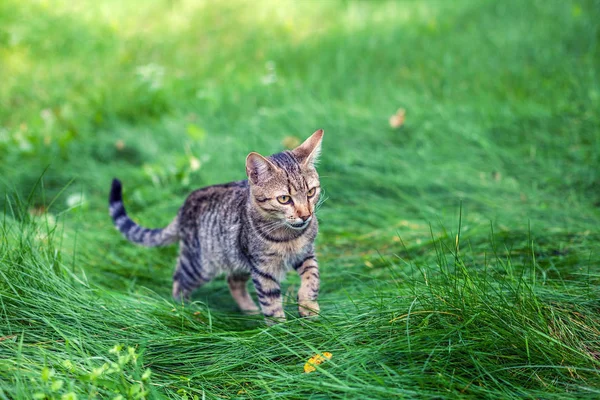 Junge Katze Spaziert Herbst Gras Garten — Stockfoto