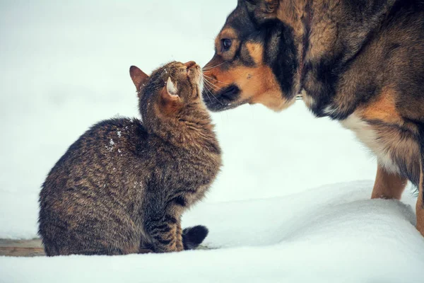 狗和猫是最好的朋友 冬天坐在户外下雪 — 图库照片