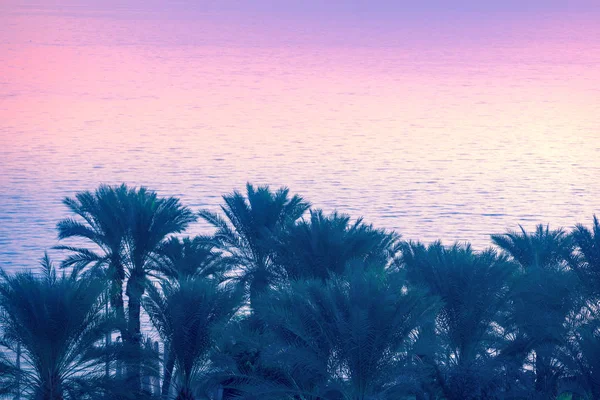 Пальмы Моря Прекрасное Галилейское Море Ранним Утром Время Восхода Солнца — стоковое фото