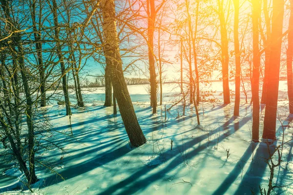 Край Лісу Взимку Заплавний Ліс Дерева Замерзлій Воді — стокове фото