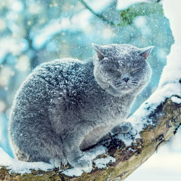 Portret Van Een Blauwe Britse Kat Zittend Besneeuwde Boom Winter — Stockfoto