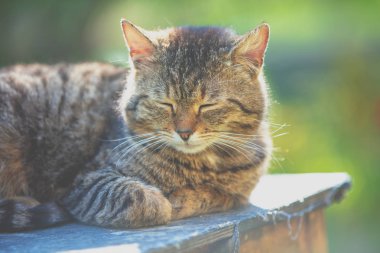 Güneşli bir yaz gününde bahçede uyuyan bir kedi.
