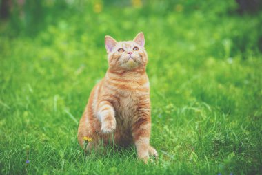 Komik kırmızı kedi bir pençesi yukarıda yeşil çimlerde oturuyor.