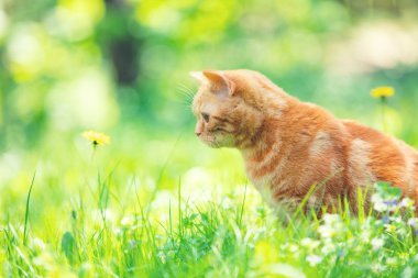 Komik kırmızı kedi yavrusu güneşli bir yaz gününde yeşil çimlerde oturur.